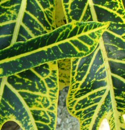 Croton