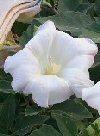 Datura"