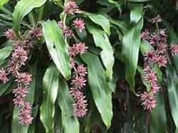 Fiori della dracaena fragrans