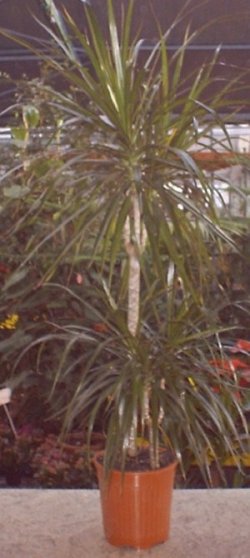 Dracaena marginalis