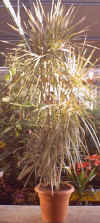 Dracena marginata"