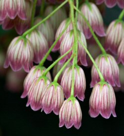  Enkianthus 