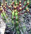 Euphorbia eritrea"