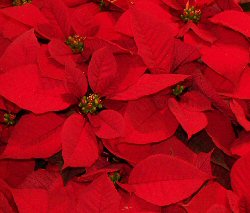 Stella di Natale  Euphorbia pulcherrima
