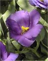 Eustoma grandiflorum"