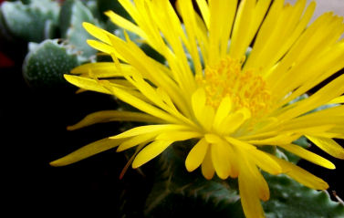 La Faucaria