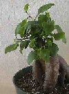 Ficus ginseng"