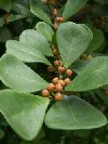 Ficus triangularis"