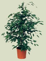 Ficus Benjamina"