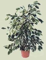 ficus samantha