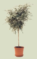ficus star light