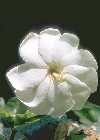 Gardenia jasminoides"
