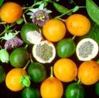 Frutti esotici  - ortofrutta - Frutteto