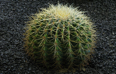 Le cactacee: Echinocactus