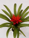 Guzmania lingulata"