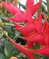 Heliconia rostrata"