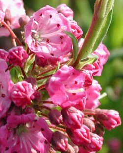 Kalmia