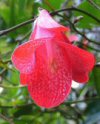 Lapageria rosea"