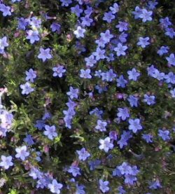 Lithodora diffusa"