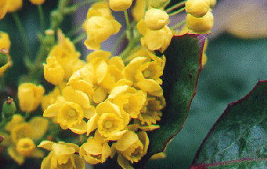 La Mahonia