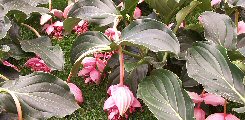 La Medinilla