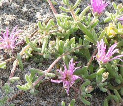 Succulente in giardino  - piante grasse - Piante Grasse