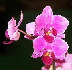 Orchidee  - piante appartamento - Piante da interno