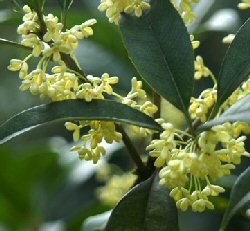 Osmanthus