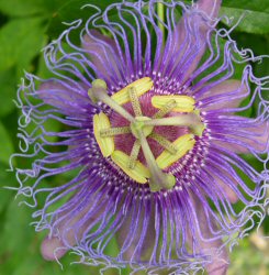 Fiore della passione  -  Passiflora  - Passiflora - giardino - Rampicanti