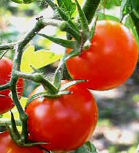 Pomodoro  -  Solanum lycopersicum  - Solanum lycopersicum - ortofrutta - Orto