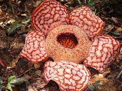 Rafflesia"