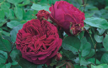 Le rose inglesi
