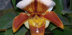 Orchidee a scarpetta