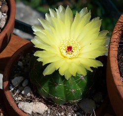  Fiori succulente 