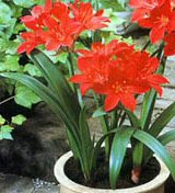 Vallota speciosa"