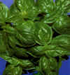 Gem�segarten Ocymum basilicum