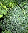 Brassica oleracea"