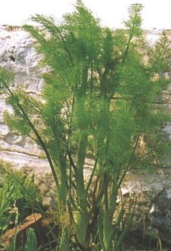 Fenchel