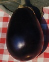 Solanum melogena"