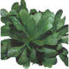 Gem�segarten Valerianella