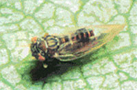 Cacopsylla piricola (Birnblattsauger) - Psylla 
