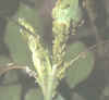 cocciniglia.jpg (8161 byte)