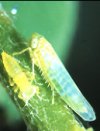 procesionaria2.jpg (27974 byte)