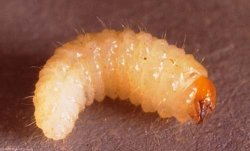 otiorhyncus_larva.jpg