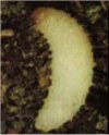 Biologische Bek�mpfung des Dickmaulr�ssler