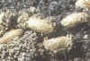 Traumatocampa pityocampa