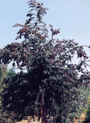 acacia_baileyana_purpurea.jpg