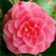 camelia.jpg (32362 byte)
