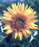 girasole.JPG (36841 byte)