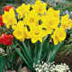 narcisi1.jpg (124065 byte)